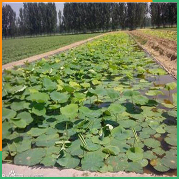 PA直营环保公司(图)-虾塘防渗膜价格面议-防渗膜价格面议