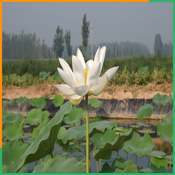 抚州耐老化防渗膜价格面议-PA直营环保