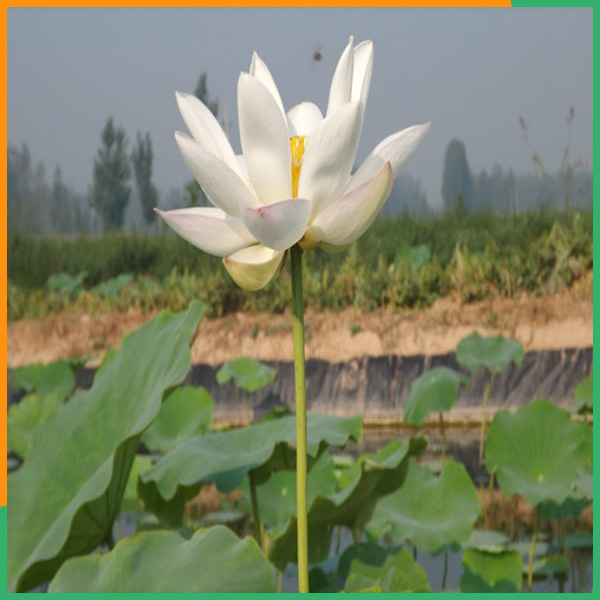 泰安PA直营环保公司-鱼塘护坡耐老化防渗膜尺寸可定制